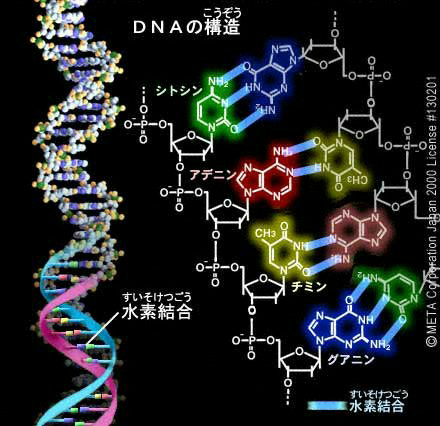 DNA内の水素結合