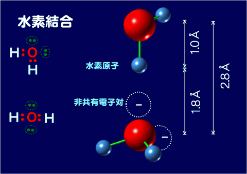 水分子間の水素結合